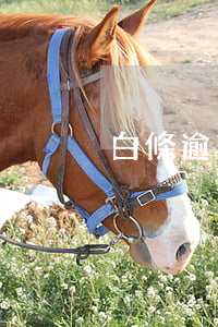 白條逾期幾小時會如何？影響征信嗎？